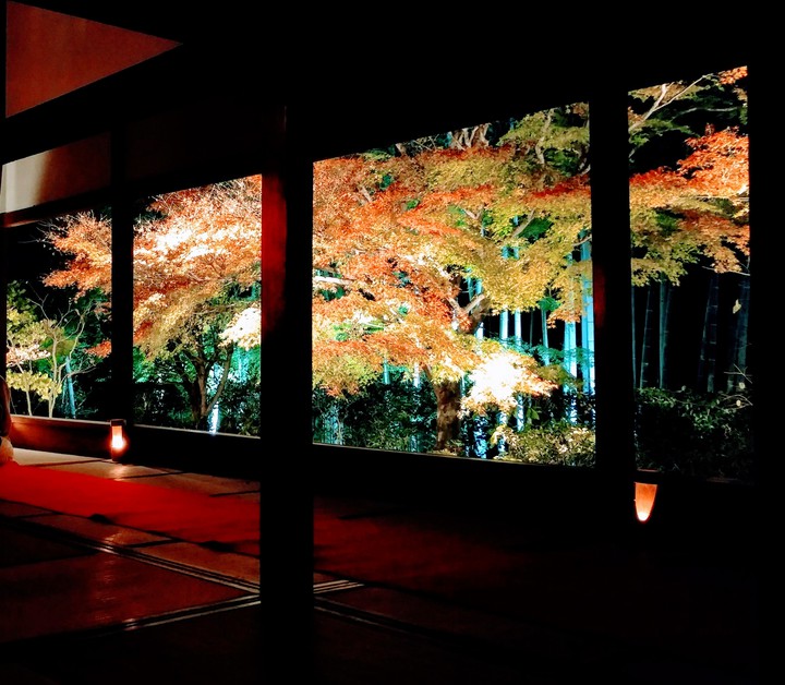autumn color at night