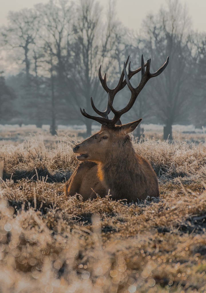 Stag