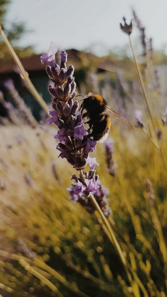 Hummel auf Lavendel