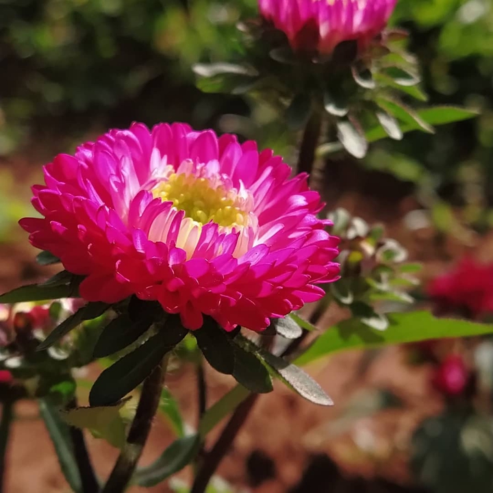 petals