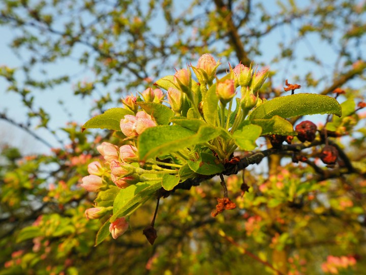 Spring