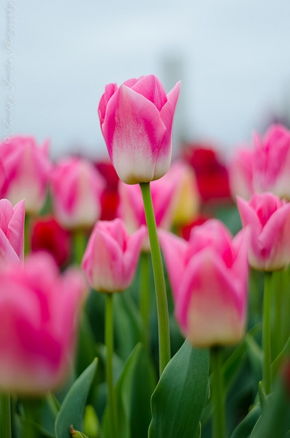 tulip