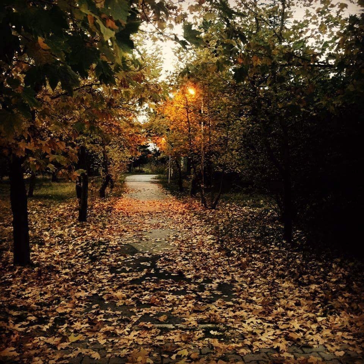Leaf ..