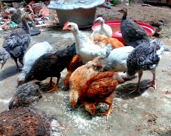 Pet Birds