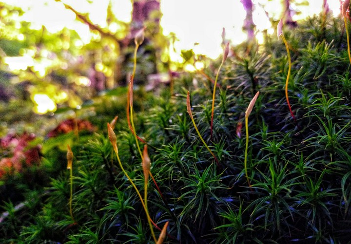 Curious Sphagnum)