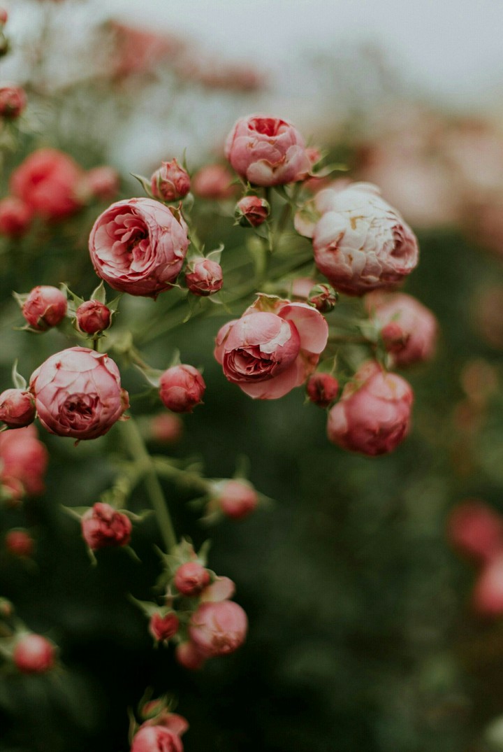 roses