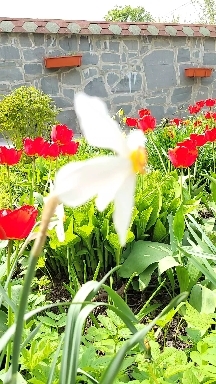 narcissus