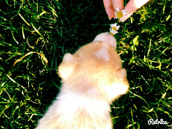 dog,friend,love