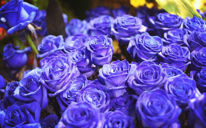 Blue Rose