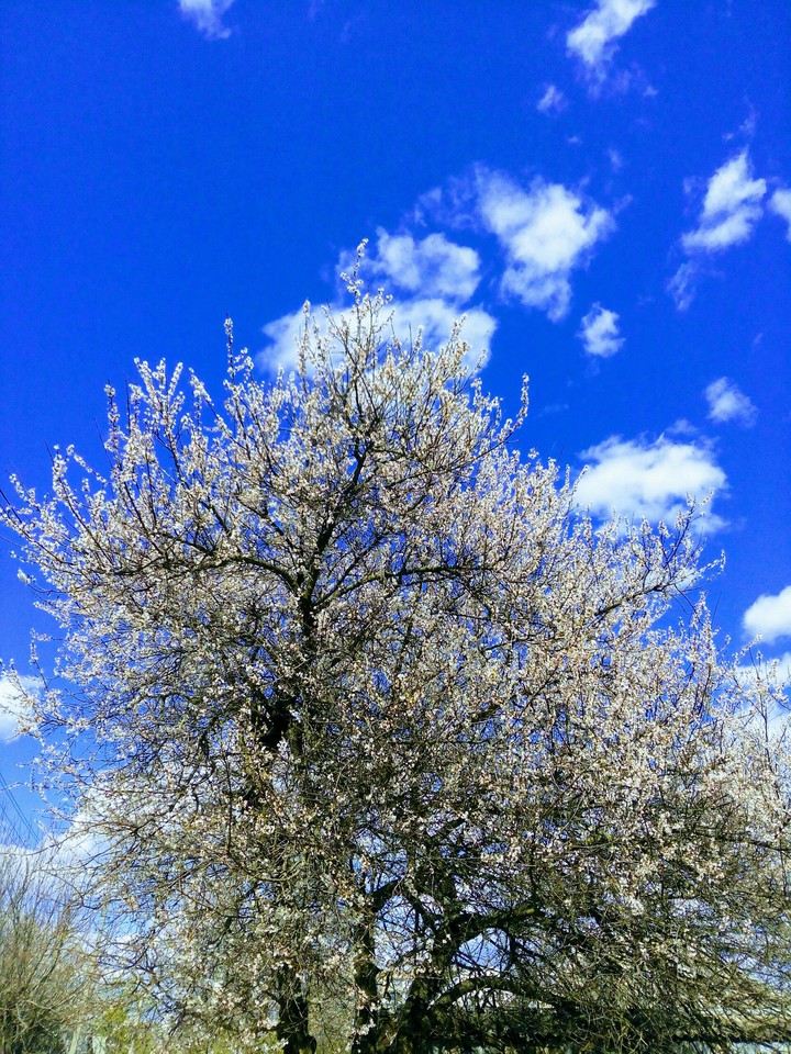 Apricot