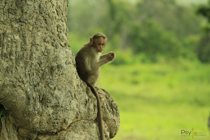 bandipur (Welcoming)