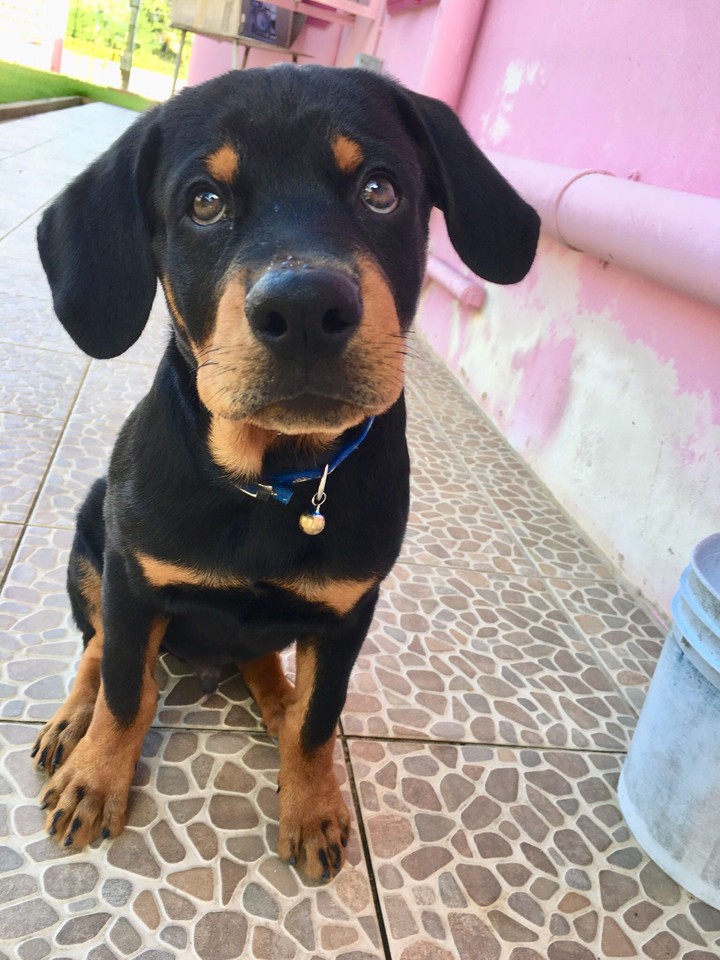 Puppy dog eyes