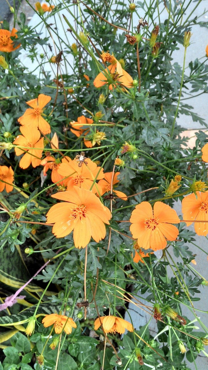 flores