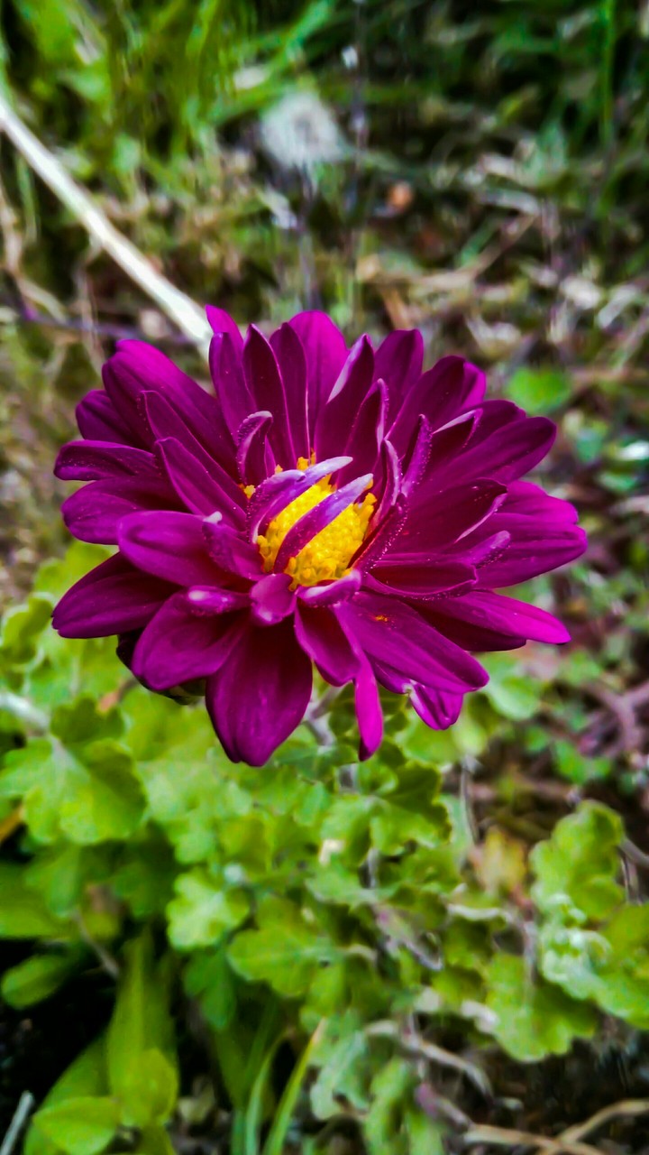 flower