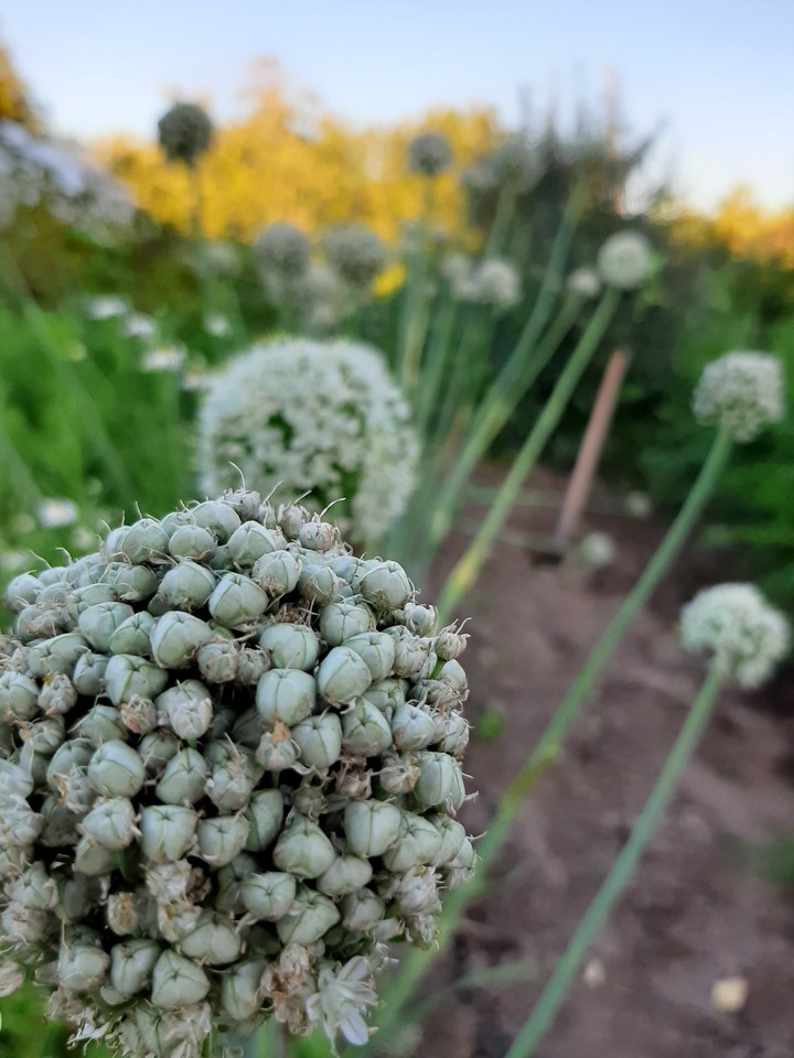 Лук