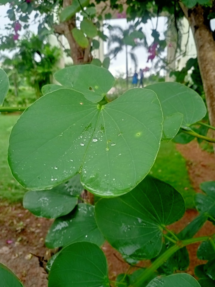 droplets on a leaf