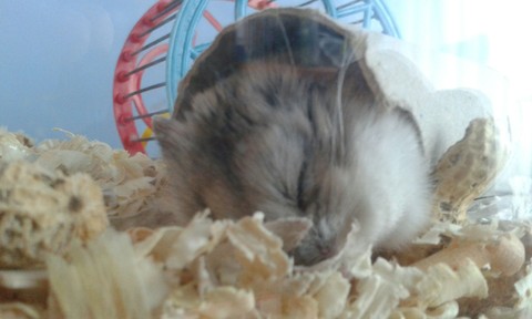 hamster