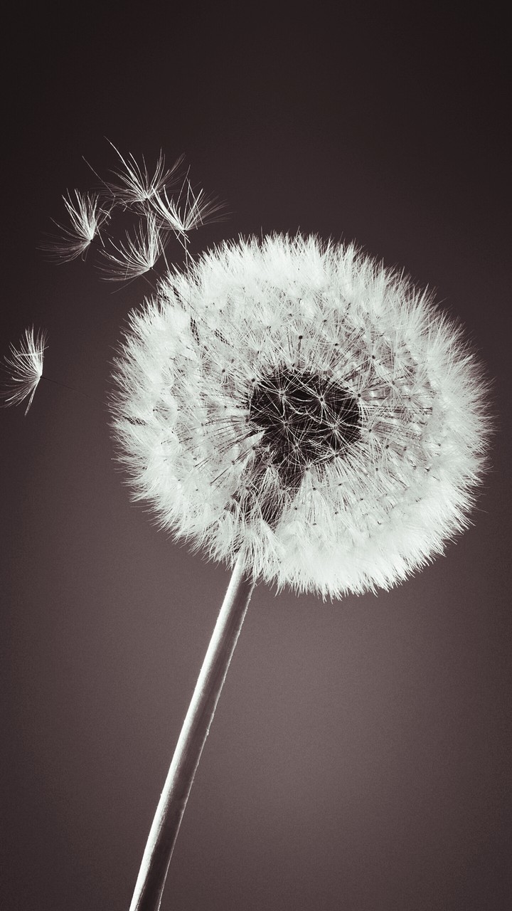 black &  white