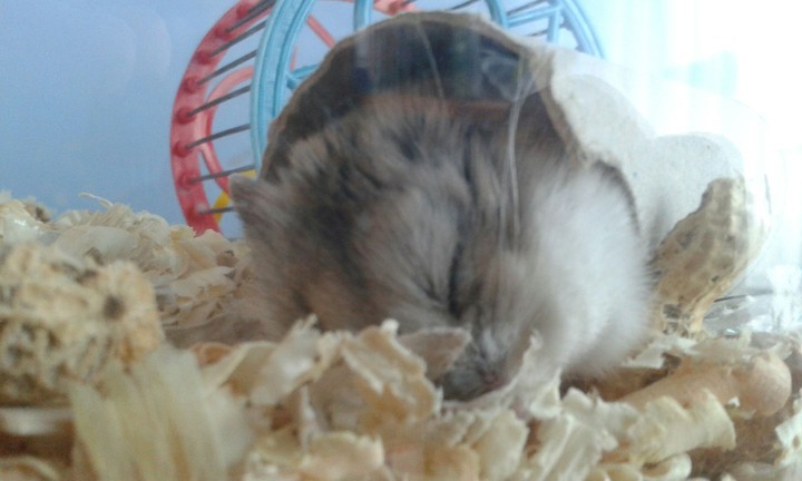 hamster