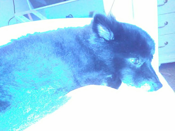 Precious in Blue
