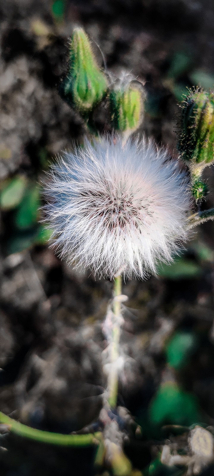 Dandelion
