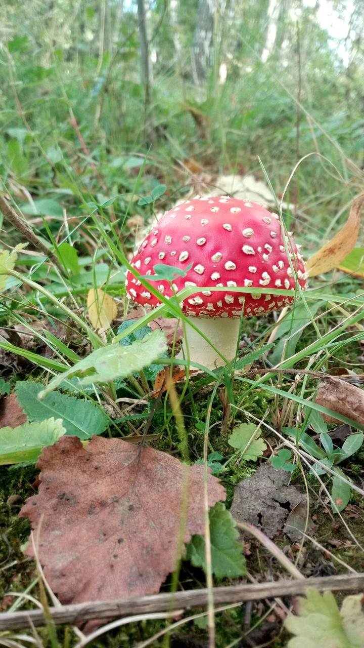 мухомор