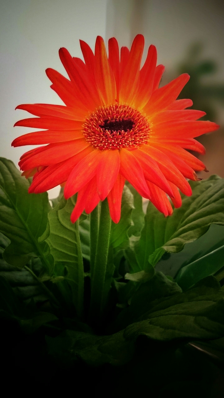 red gerbera