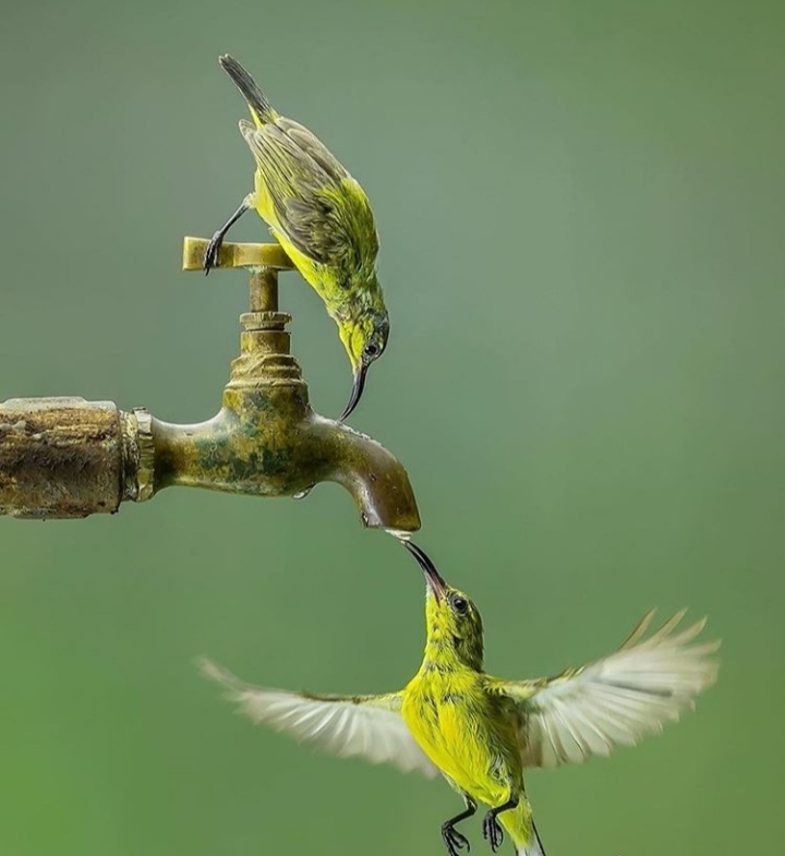 Birds