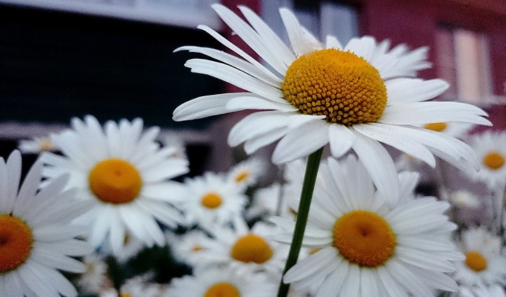 chamomile