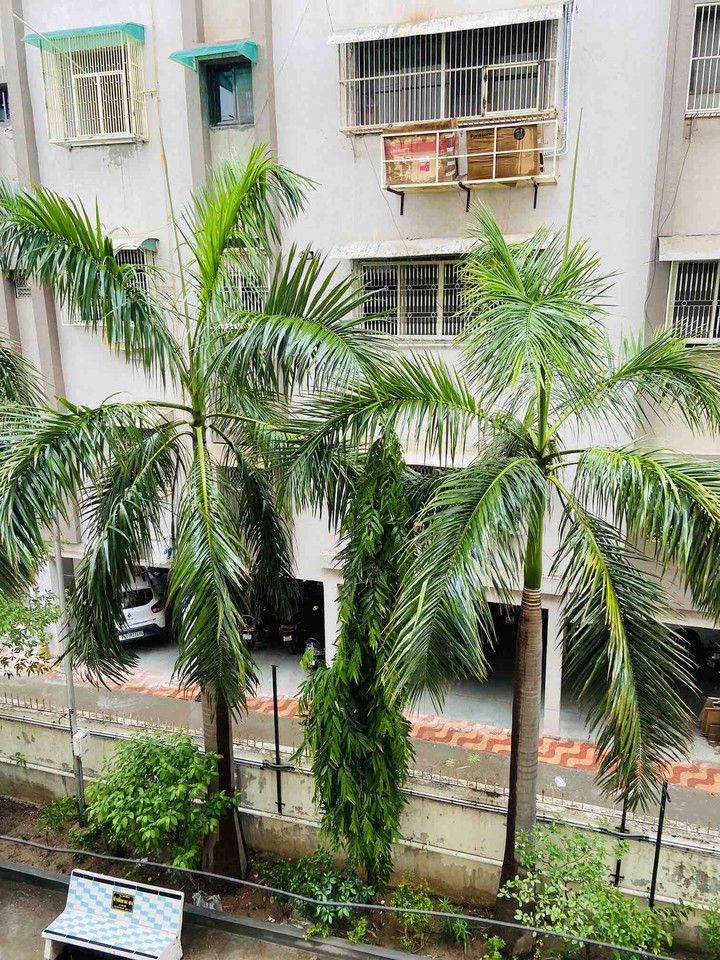 palm tree