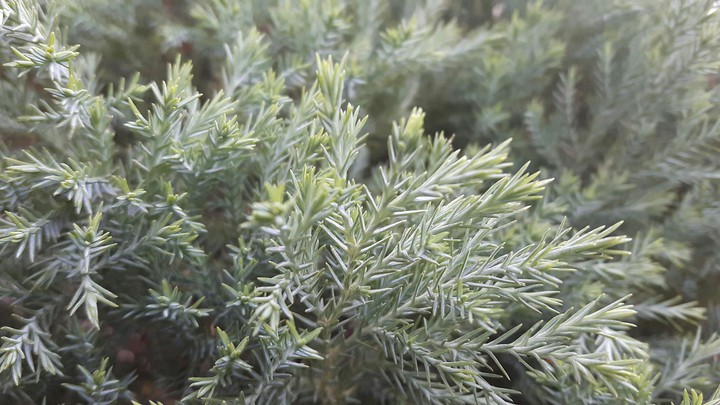 Wild Bush