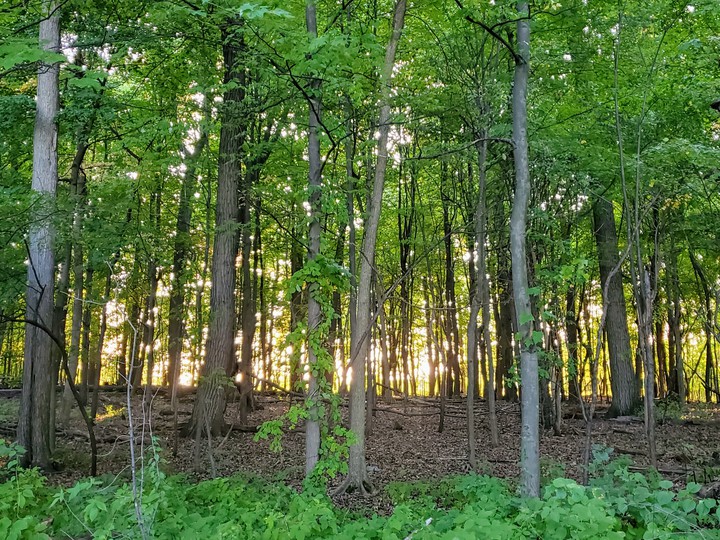 Autumn in MI