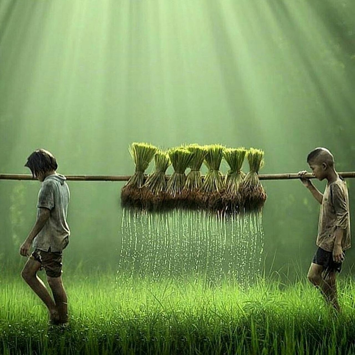 Greenery