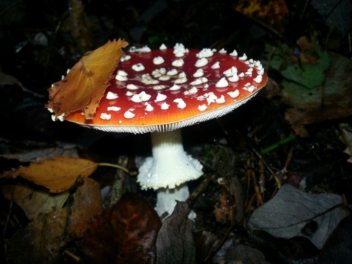Fliegenpilz