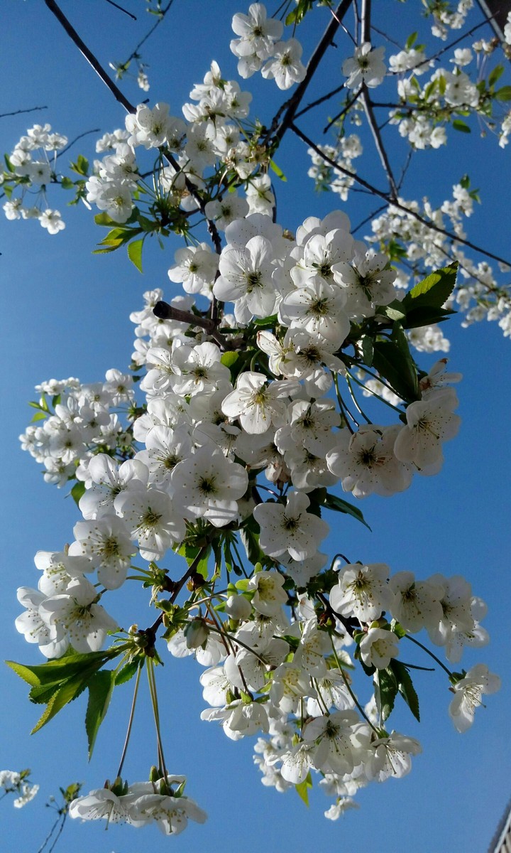 cherry flowers