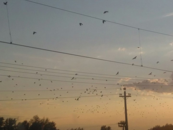 Flight