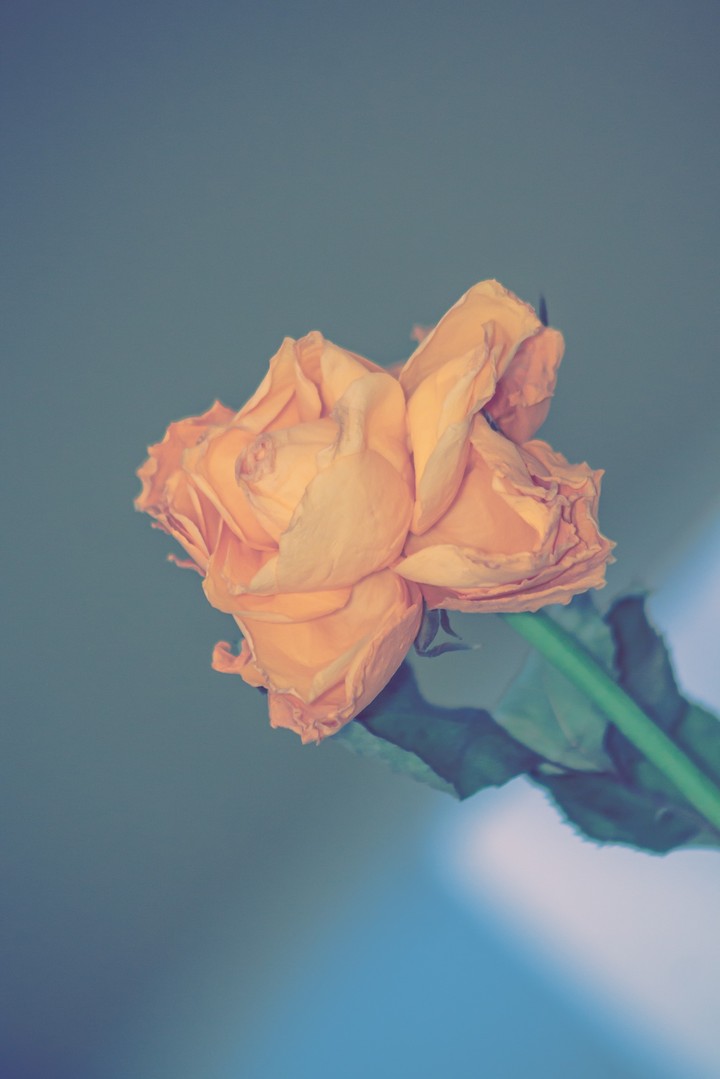 Yellow Rose
