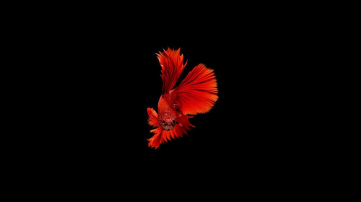 red betta fish
