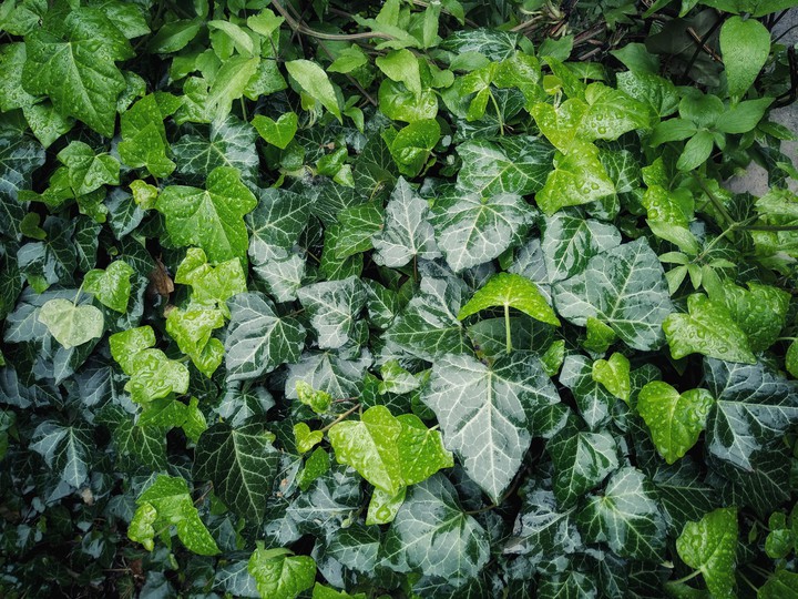 Rainy ivy (Hedera helix)
