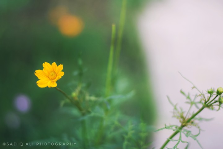 Flower