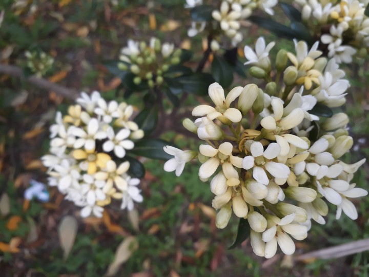 flowers