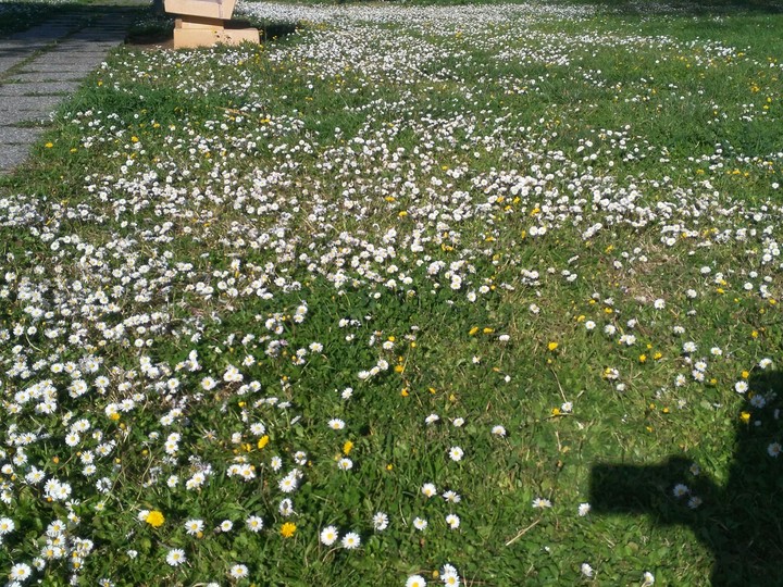 fiori
