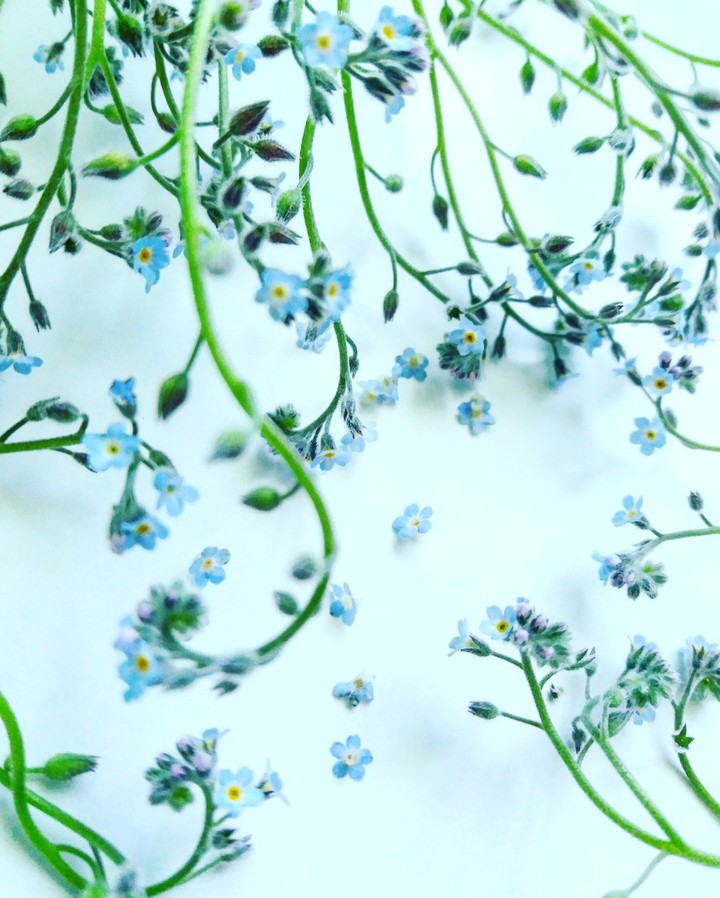 little blue flower