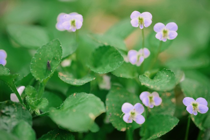 小花