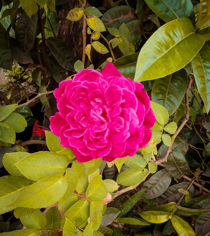 rosa natural