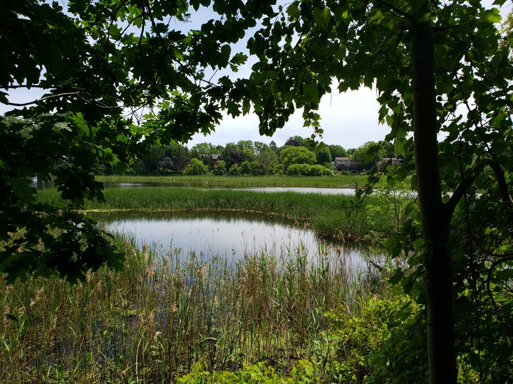 Through the Trees