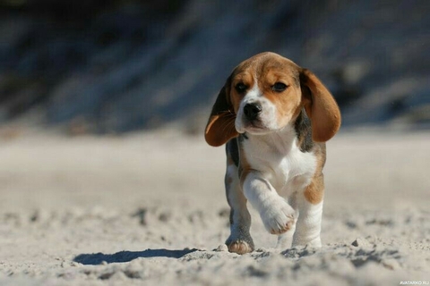 sfondi beagle-harrier, hamiltonstövare