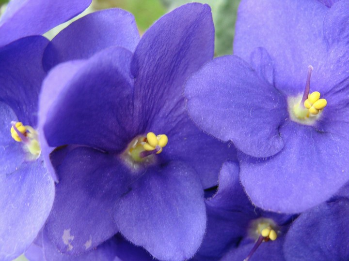 Violetas