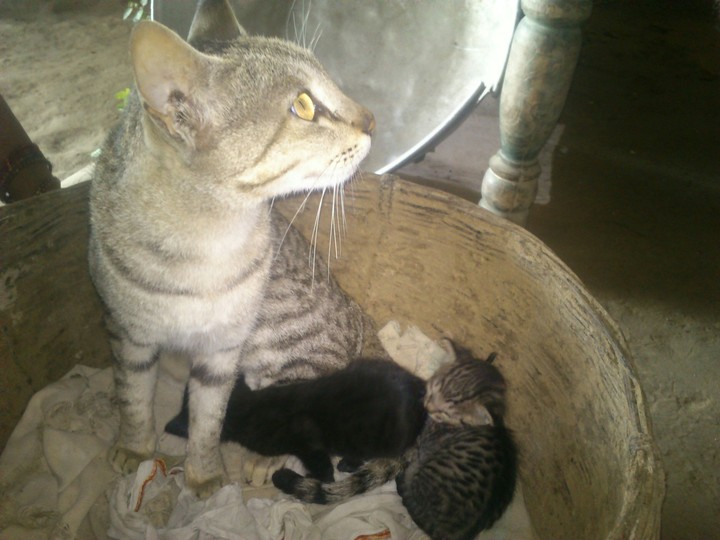 kitty