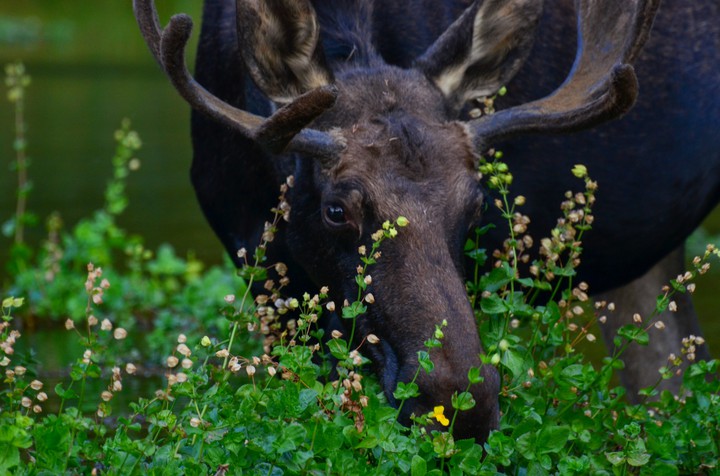 Moose